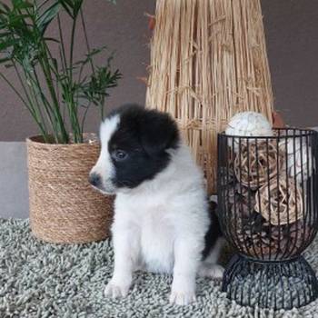 Border koli/collie štenci