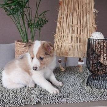 Border koli/collie štenci