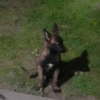 Belgijski ovčar malinoa štenci