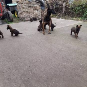 Belgijski ovčar malinoa štenci