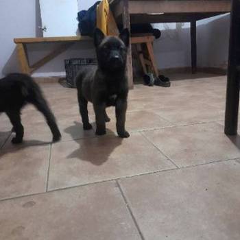 Belgijski ovčar malinoa štenci