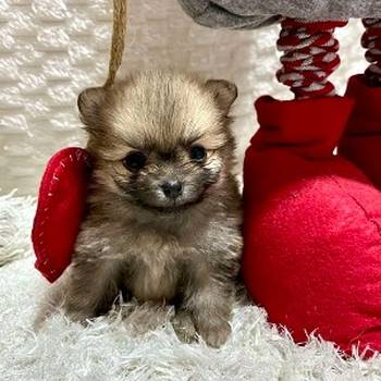 Pomeranac, prelepi štenci