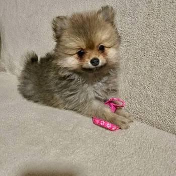 Pomeranac, prelepi štenci