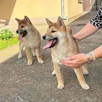 Shiba inu štenci od vrhunskih roditelja