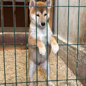 Shiba inu štenci od vrhunskih roditelja