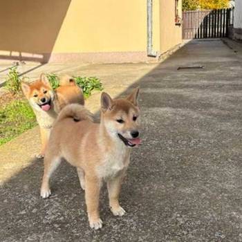 Shiba inu štenci od vrhunskih roditelja