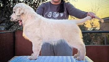 Muško štene zlatnog retrivera