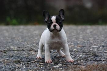 Francuski buldog stenci