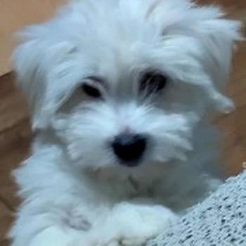 Coton de Tulear