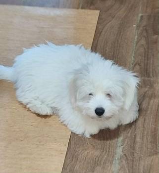 Coton de Tulear