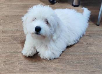 Coton de Tulear