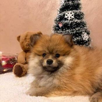 Pomeranski špic štenci oranž i beli