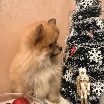 Pomeranski špic štenci oranž i beli