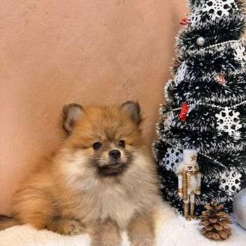 Pomeranski špic štenci oranž i beli