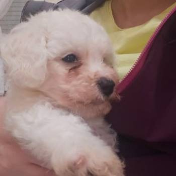 Kovrdžavi bišon (Bichon frise), štenci