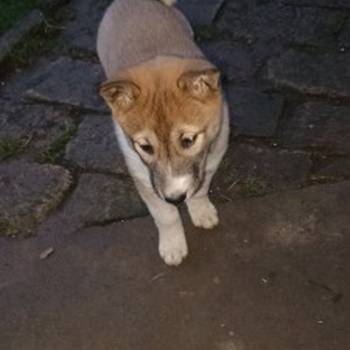 Štenci Zapadno Sibirske Lajke