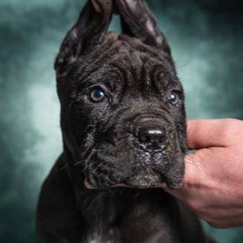 Cane Corso stenad