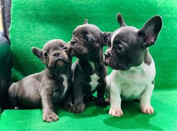 Francuski buldog štenci egzotične plave boje