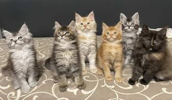 Maine Coon macici vrhunskog porekla