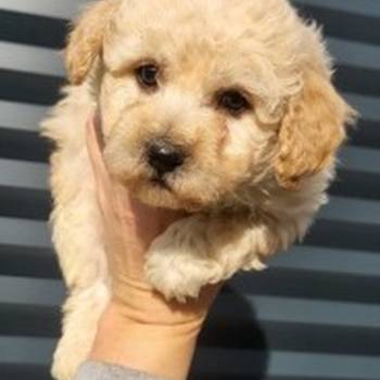 Maltipoo- bipoo
