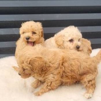 Maltipoo- bipoo