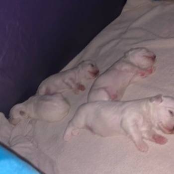 Stenci Maltezera za prodaju od sitnijih roditelja