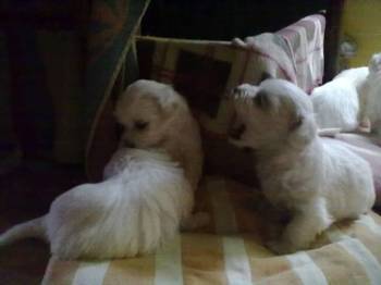 Stenci Maltezera za prodaju od sitnijih roditelja