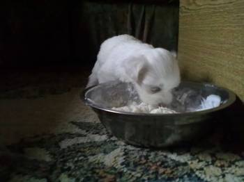 Stenci Maltezera za prodaju od sitnijih roditelja