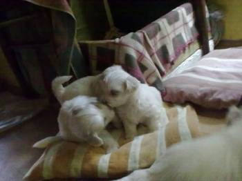 Stenci Maltezera za prodaju od sitnijih roditelja