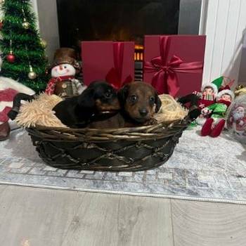 Mini kratkodlaki jazavičari, štenci