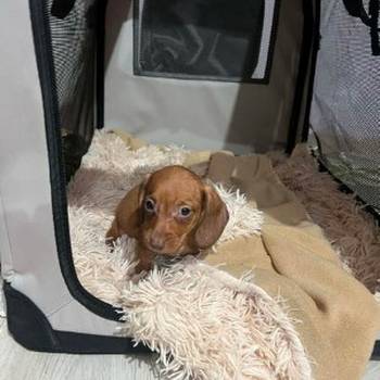 Mini kratkodlaki jazavičari, štenci