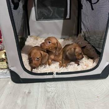 Mini kratkodlaki jazavičari, štenci