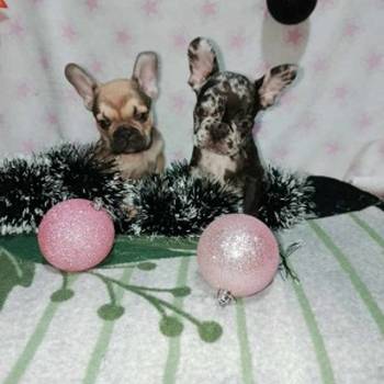 Francuski buldog – četiri muška šteneta I jedna ženkica