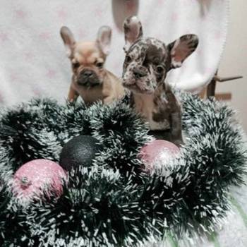 Francuski buldog – četiri muška šteneta I jedna ženkica