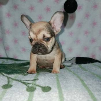 Francuski buldog – četiri muška šteneta I jedna ženkica