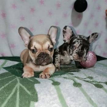 Francuski buldog – četiri muška šteneta I jedna ženkica