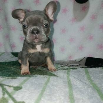 Francuski buldog – četiri muška šteneta I jedna ženkica