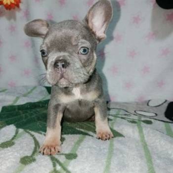 Francuski buldog – četiri muška šteneta I jedna ženkica