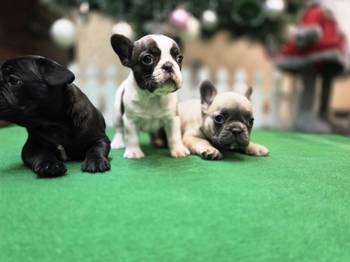 Štenci francuskog buldoga