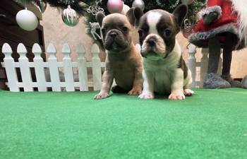 Štenci francuskog buldoga