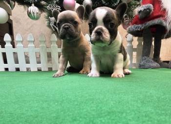 Štenci francuskog buldoga