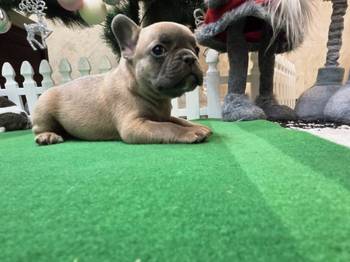 Štenci francuskog buldoga