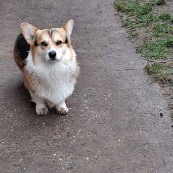 Velški Korgi, star 18 meseci