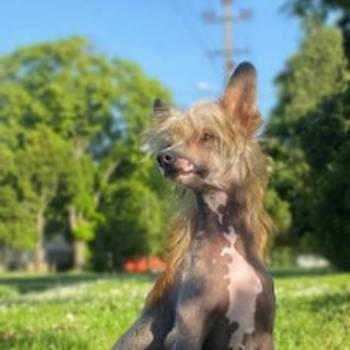 Kineski ćubasti pas štenci