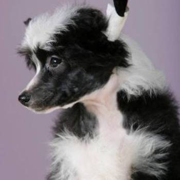 Kineski ćubasti pas štenci