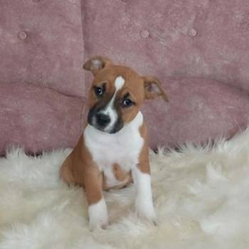 Američki stafordski terijer štenci