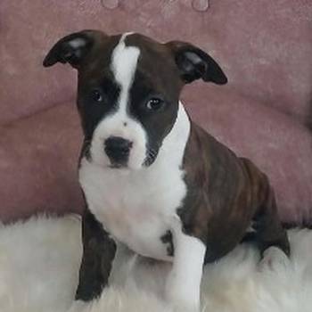 Američki stafordski terijer štenci