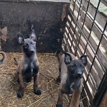 Belgijski ovčar Malinoa