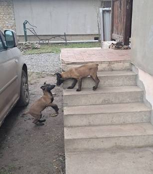 Belgijski ovčar Malinoa