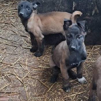 Belgijski ovčar Malinoa